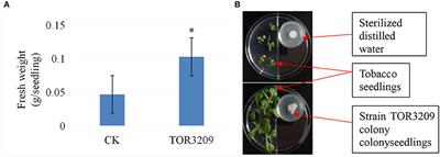 Volatile Organic Compounds of Streptomyces sp. TOR3209 Stimulated Tobacco Growth by Up-Regulating the Expression of Genes Related to Plant Growth and Development